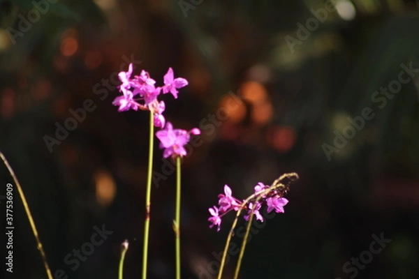 Obraz flowers in the garden