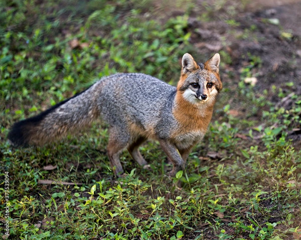 Obraz Grey fox  Stock Photo. Walking in a field, displaying fur, bushy tail, body, head, ears, eyes, nose, tail with a blur green background and foliage in its habitat and environment. Image. Picture. 