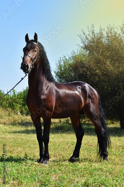 Obraz horse in the field