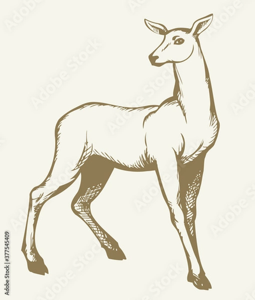 Fototapeta Beautiful female deer. Vector drawing