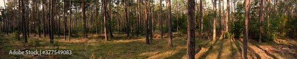Fototapeta Panorama of trees in a coniferous forest in central Poland.