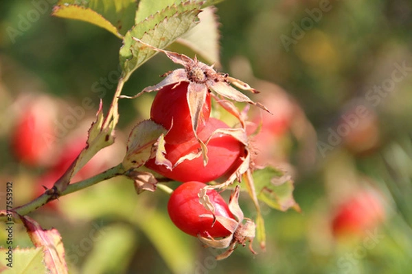 Fototapeta wild rose hips