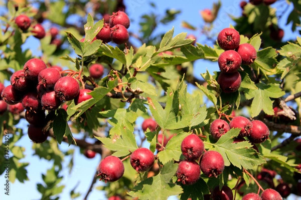 Fototapeta Hawthorn fruit