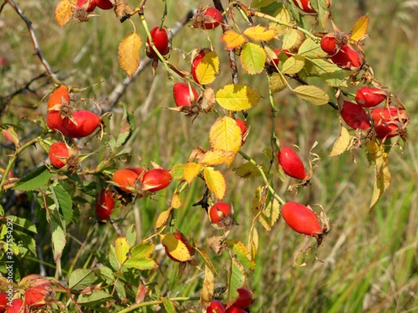 Fototapeta rose hip