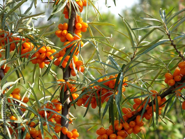 Fototapeta  sea buckthorn fruit