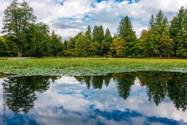 Obraz lake in the forest