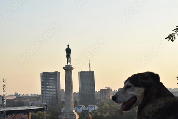 Obraz Belgrade park at dusk and dog
