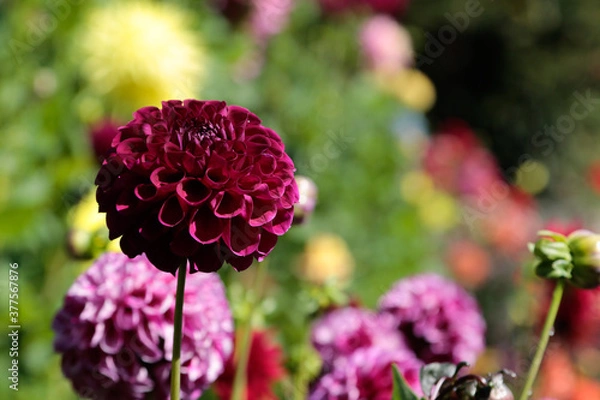 Fototapeta red flower