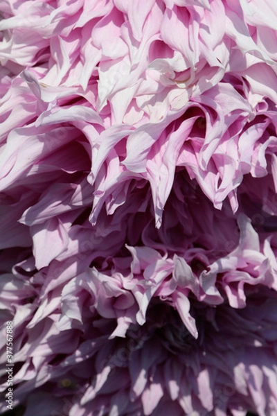 Obraz pink flower wallpaper