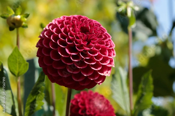 Fototapeta red flower