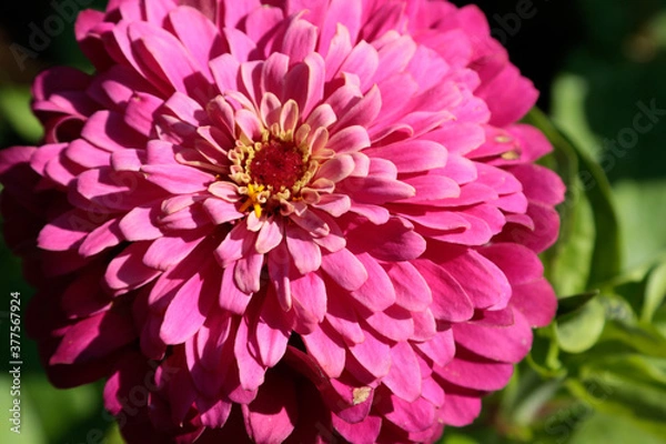 Obraz pink dahlia flower