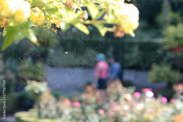 Fototapeta spiderweb