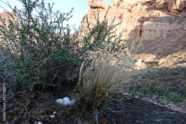 Obraz Bird eggs in a nest in the lower reaches of the Charyn canyon.