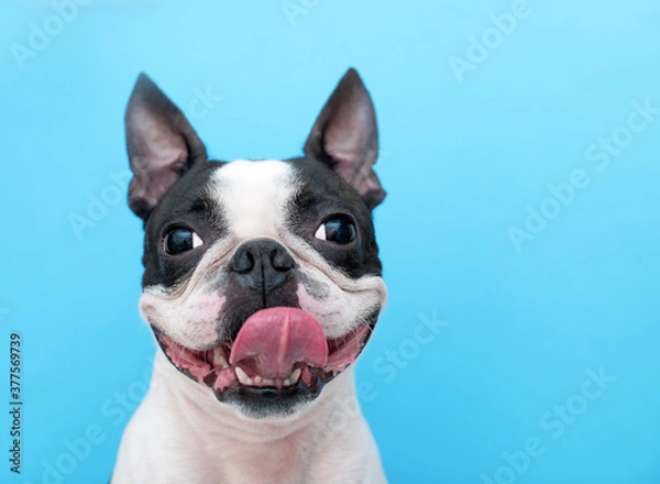 Fototapeta A happy and joyful Boston Terrier dog with its tongue hanging out smiles on a blue background in the Studio.