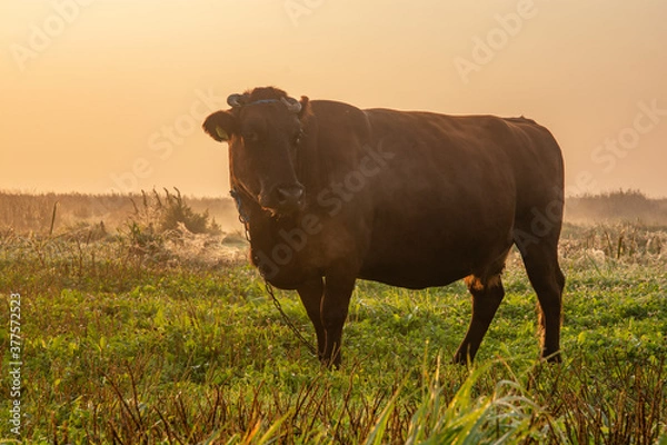 Obraz Podlaska krowa