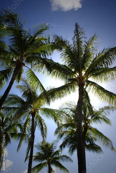 Obraz Palm trees and sky in Honolulu