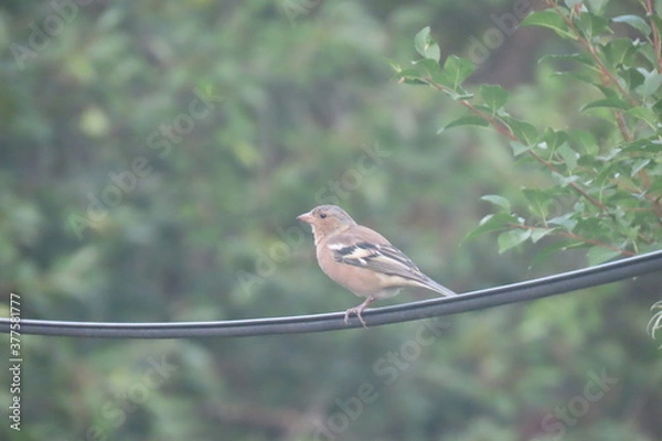 Fototapeta Common chaffinch (Fringilla coelebs) standing on a wire with a beautiful dark green camouflage-like background. Close-up of a bird standing on a wire at eye level with calm camouflage background.