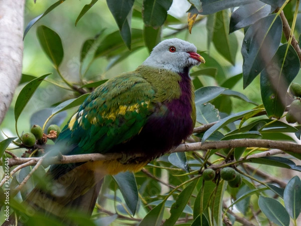 Obraz Wompoo Fruit-dove