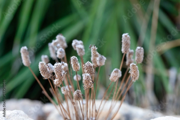 Obraz weegbree plantago lagopus, macro of the flower. details in nature
