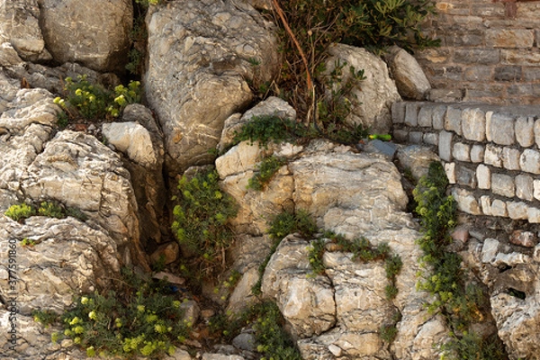 Obraz Grass breaks through the old stone, budva