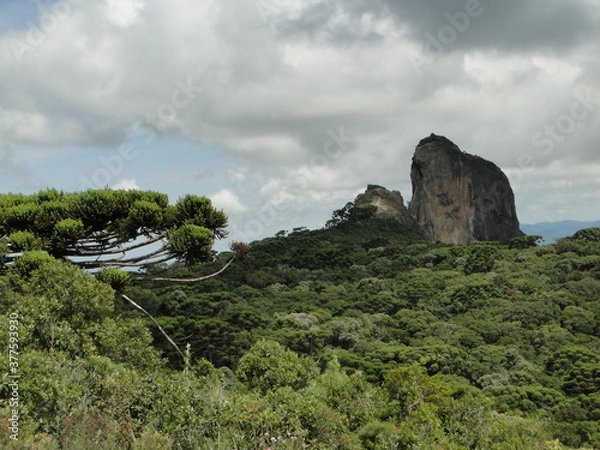 Obraz tree in the mountains
