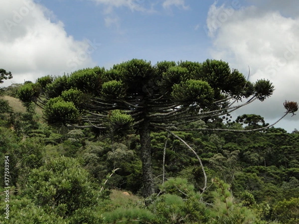 Obraz pine tree in the mountains