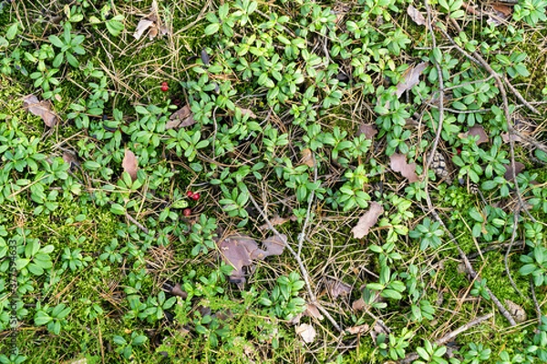 Obraz Forest floor with lingonberry bushes, red fruits of cowberry (vaccinium vitis-idaea) and moss. Aerial view. Texture, natural background.