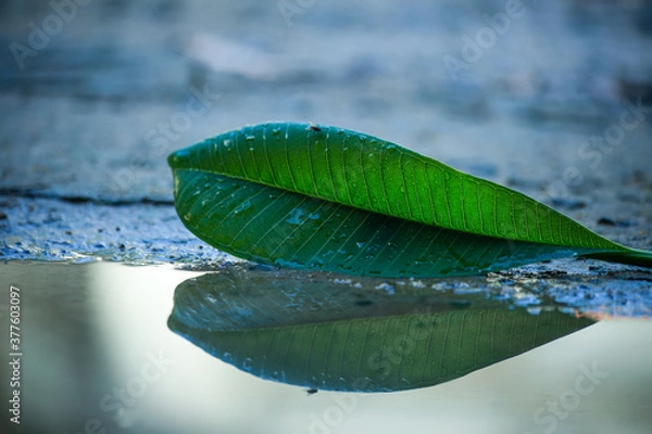 Fototapeta Leaves and shadows