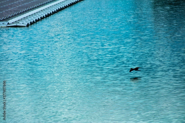 Obraz 低く飛び獲物を探す鳥の一瞬