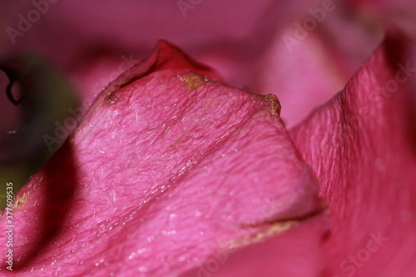 Fototapeta Rose petals trying not to fade away
