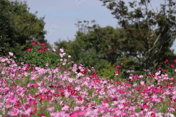 Fototapeta コスモスの風景