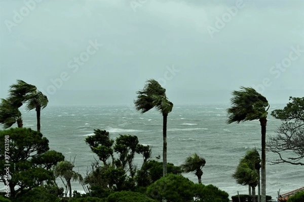 Obraz 台風で葉が大きく揺れるヤシの木　鹿児島県　指宿市　
