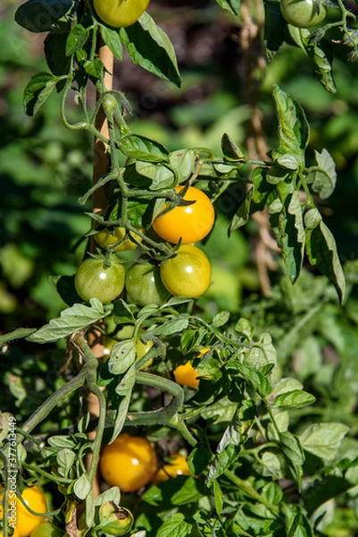 Fototapeta Closeup of unripe green and ripe yellow tomatoes growing in a garden on a sunny day
