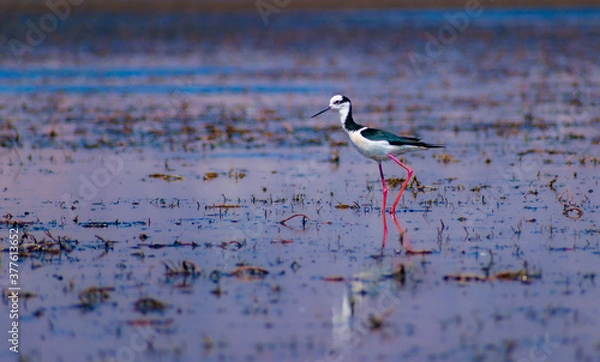 Obraz black headed tero
