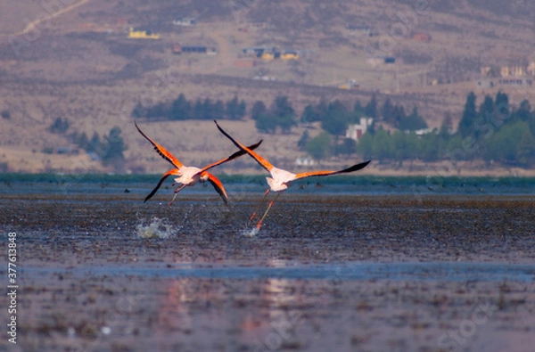 Obraz startujące flamingi