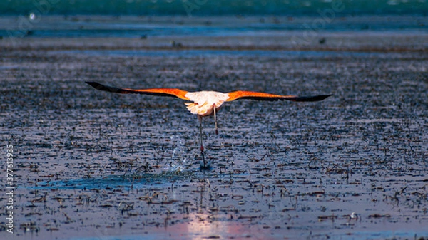 Obraz flaming startujący