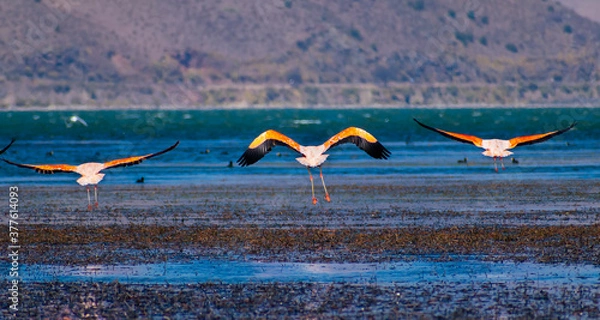 Obraz birds in flight