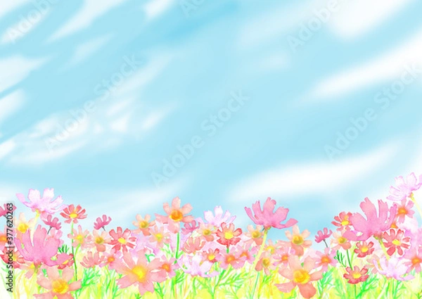 Obraz 水彩で描いたコスモス畑の背景