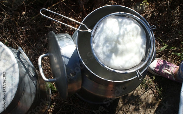 Fototapeta White cheese