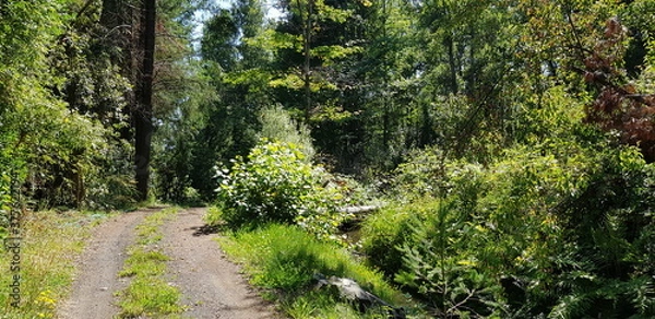 Obraz path in the forest