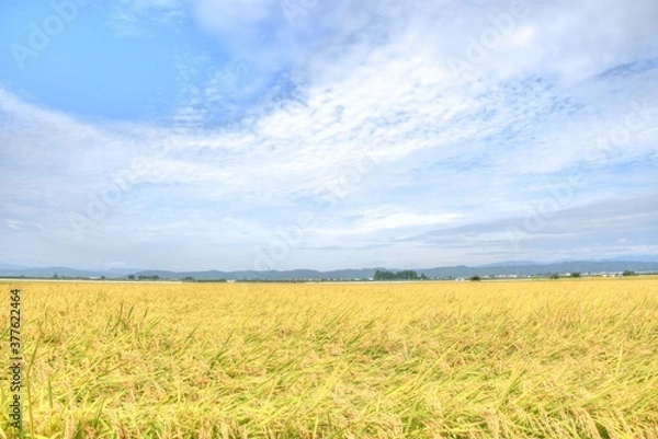 Obraz 実りの稲穂 日本の秋 お米 収穫 農業 自然 ご飯 白米収穫 農業 自然 福島 喜多方 会津盆地