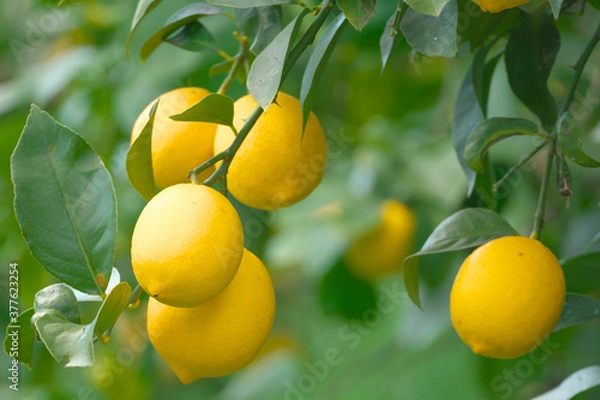 Obraz レモン畑　瀬戸内海　広島県尾道市瀬戸田　日本