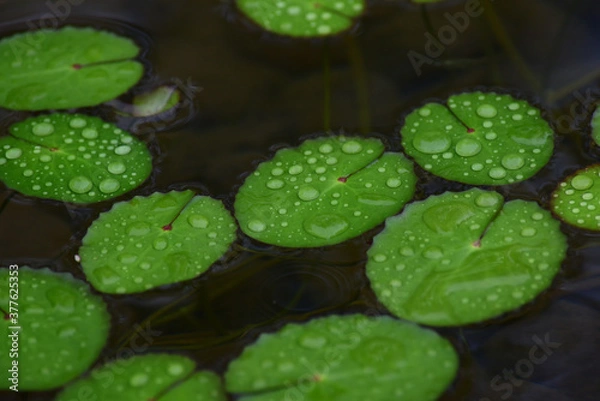 Obraz 池に浮かぶ小さい円いたくさんの水草