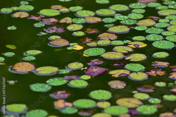 Obraz 池に浮かぶ小さい円いたくさんの水草