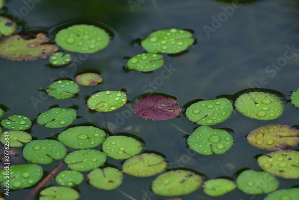 Obraz 池に浮かぶ小さい円いたくさんの水草