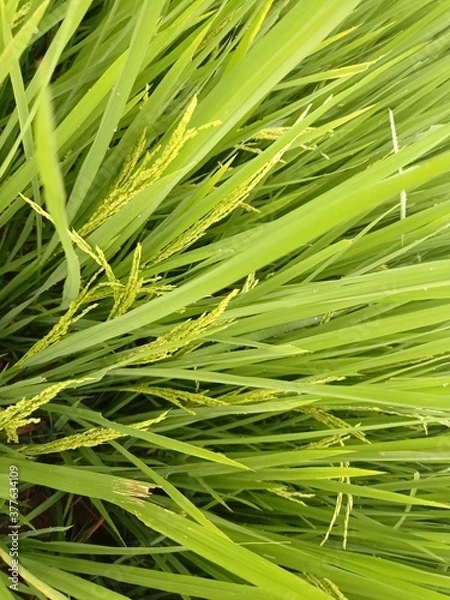 Obraz fresh paddy seed