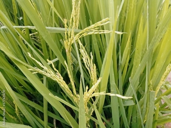 Fototapeta green wheat field