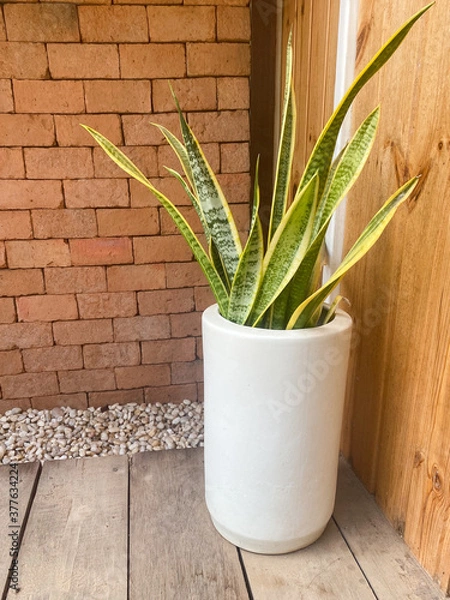 Fototapeta Sansevieria trifasciata Prain w białej doniczce do dekoracji domu