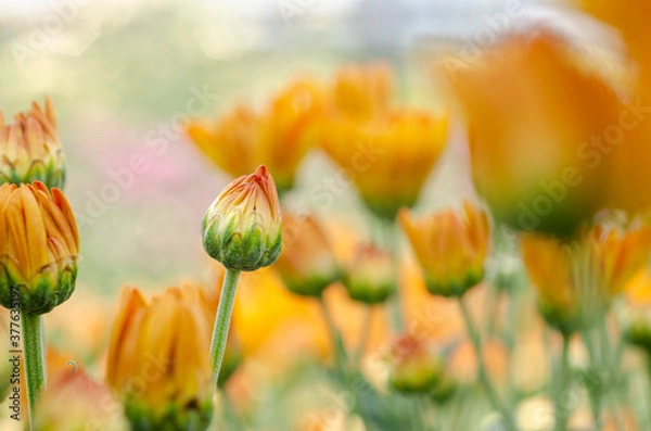 Obraz Yellow beautiful chrysanthemum blooming blurred with blur pattern background.