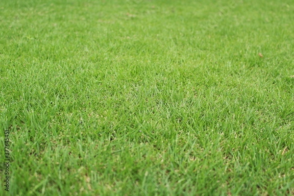 Obraz 新緑の芝生